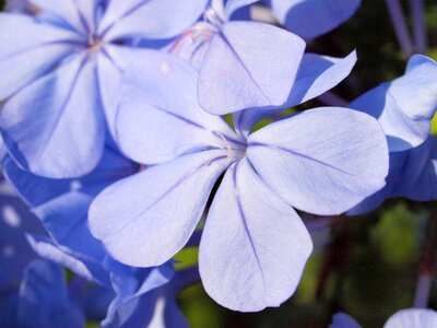 Bloom blue garden