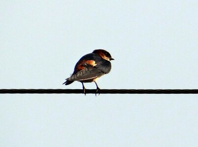 Hirundo fluvicola perched