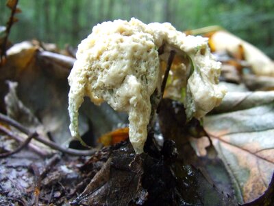 Avar forest nature