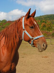 Head halter mane