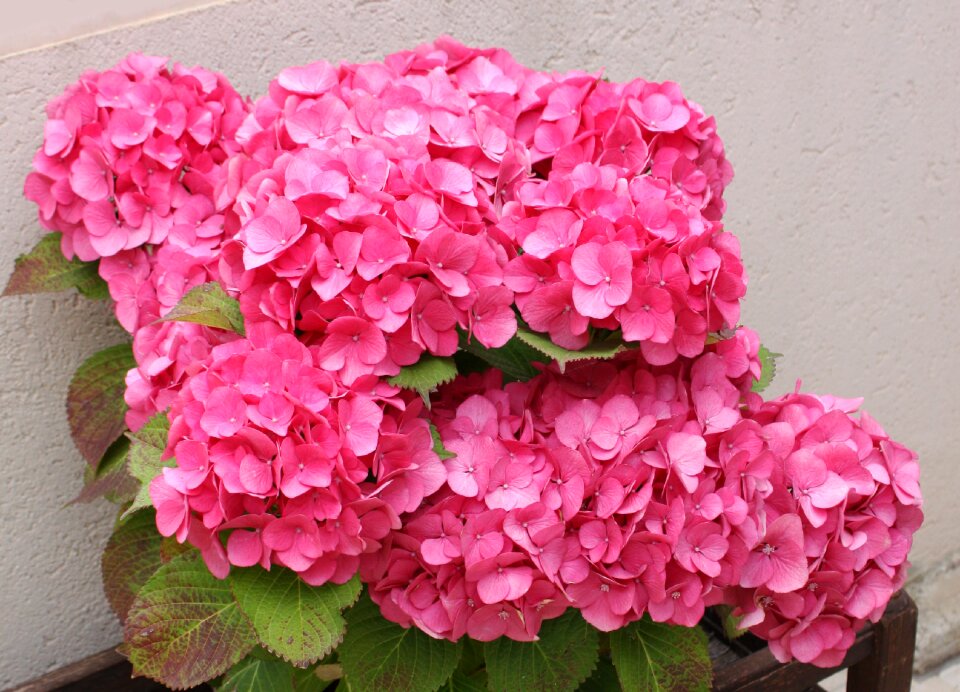 Flowers cultivate plant
