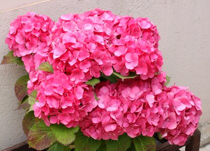 Flowers cultivate plant