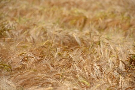 Grain wheat field spike photo
