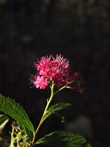 Bloom pink ornamental shrub photo