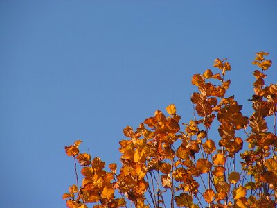 Colors dry leaves autumn colors
