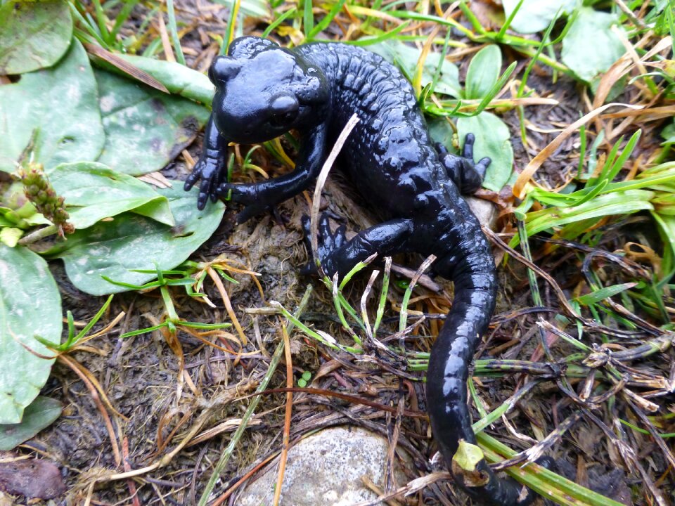 Alpine nature amphibian