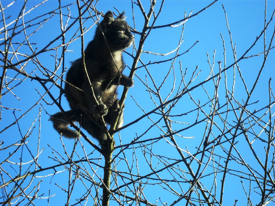 Cat handsome man sky