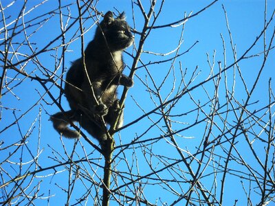 Cat handsome man sky photo