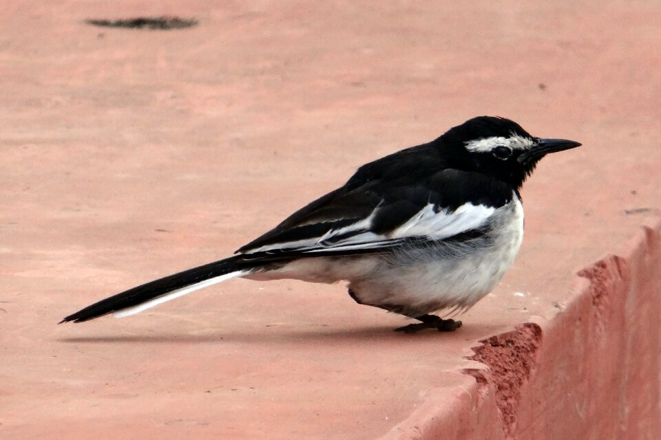 Wagtail passeriformes passerine