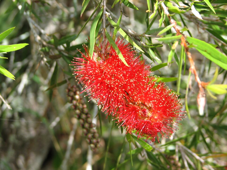 Red leaves