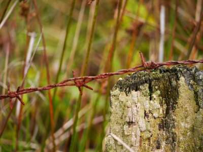 Wire rusted thorn photo