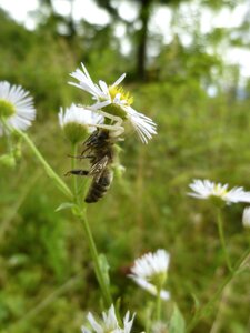 Prey ansitz hunter honey bee photo