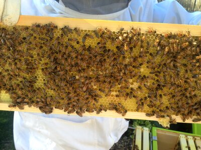 Beekeeping beehive photo