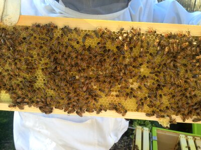 Beekeeping beehive
