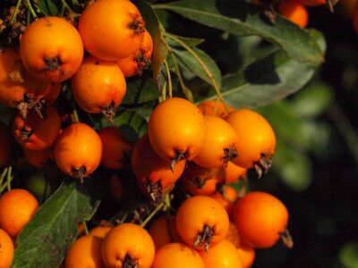 Berries sorbus orange photo