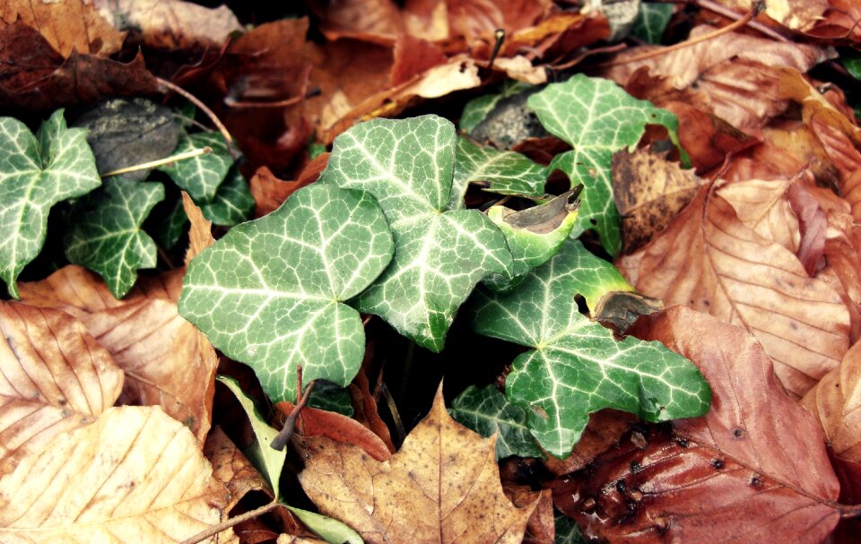 Forest forest floor fall foliage photo