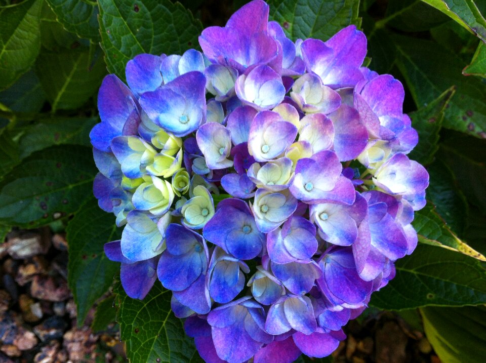 Purple spring nature