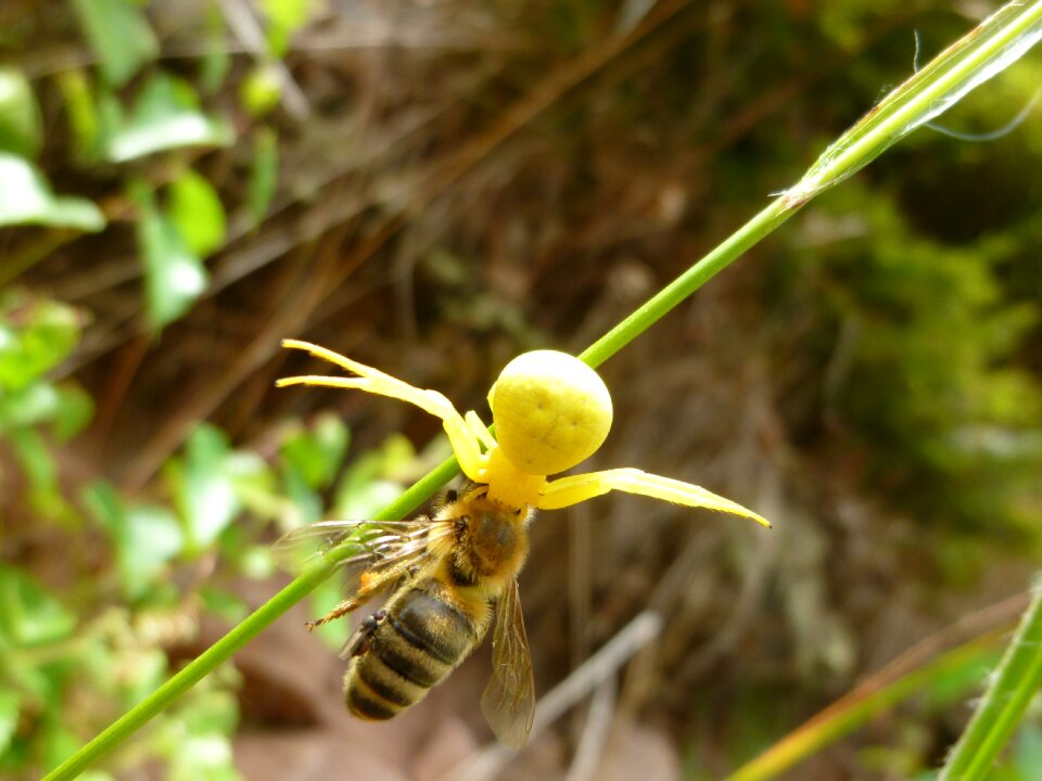 Prey ansitz hunter honey bee
