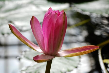 Sefton flower lily