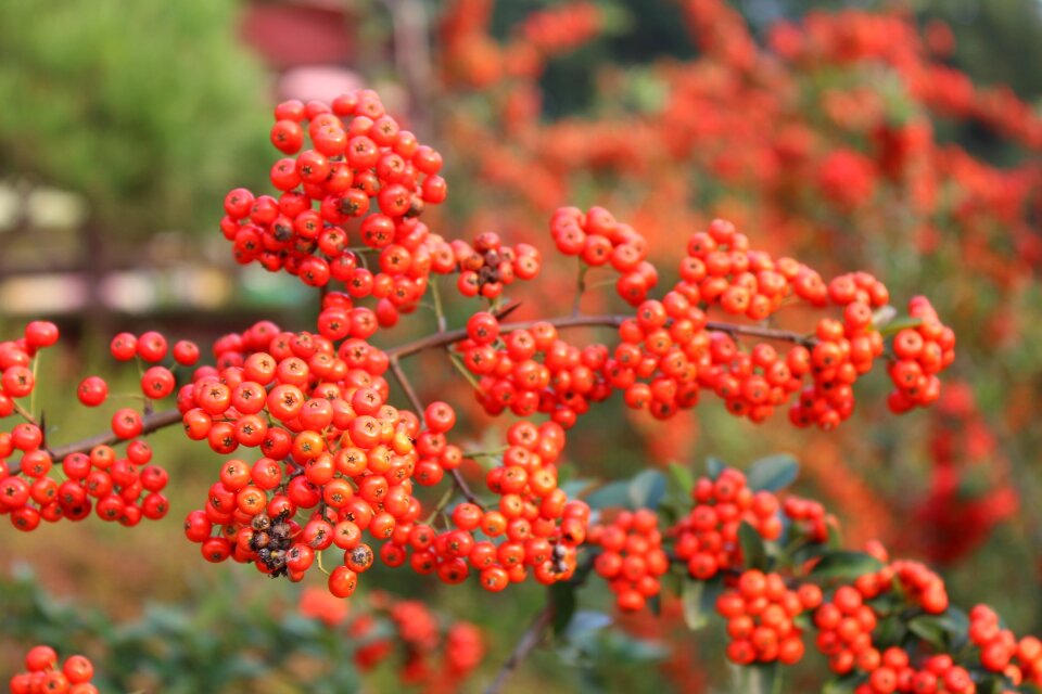 Autumn harvest forest