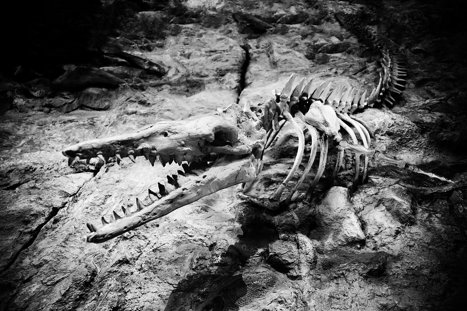 Creature dino dinosaur