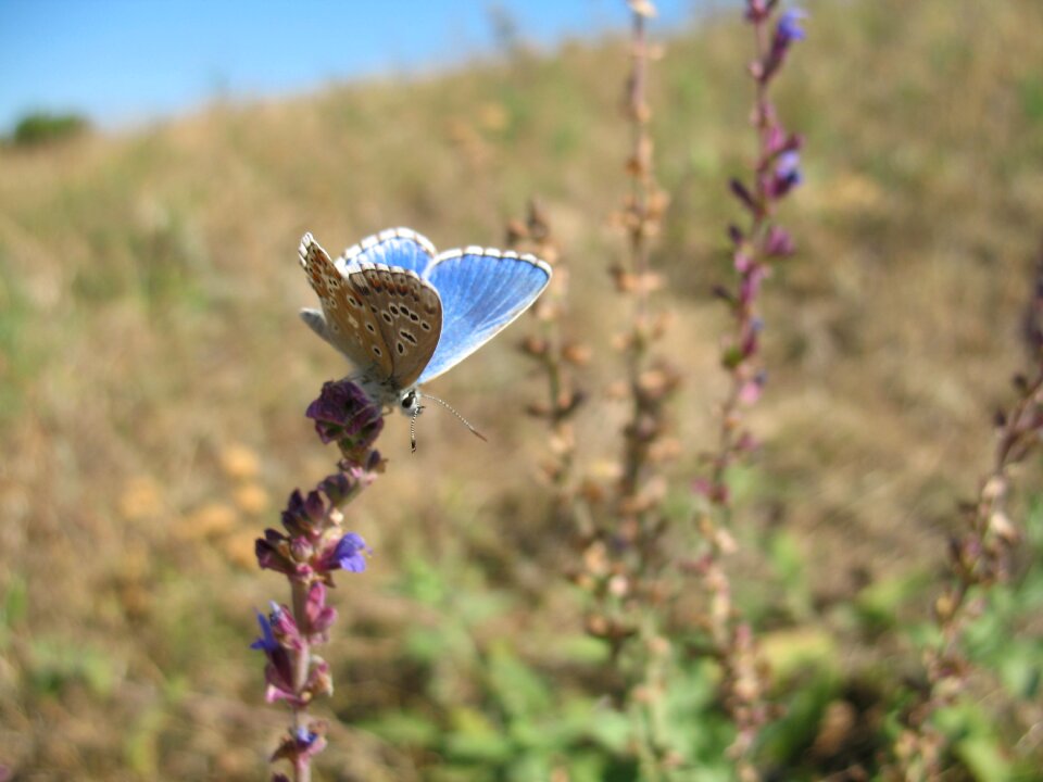 Insect flower in the summer time
