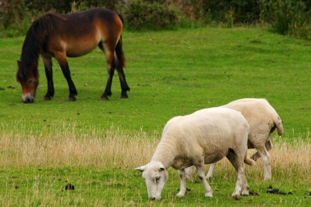 Nature somerset wildlife