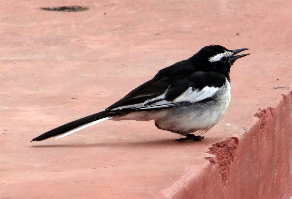 Wagtail passeriformes passerine
