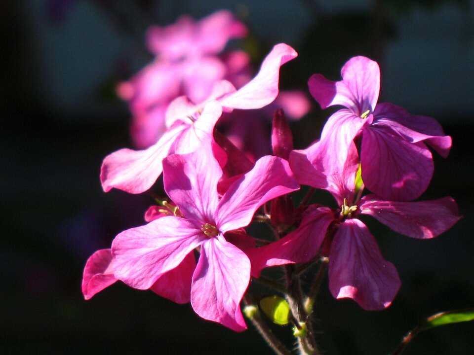 Summer pink purple
