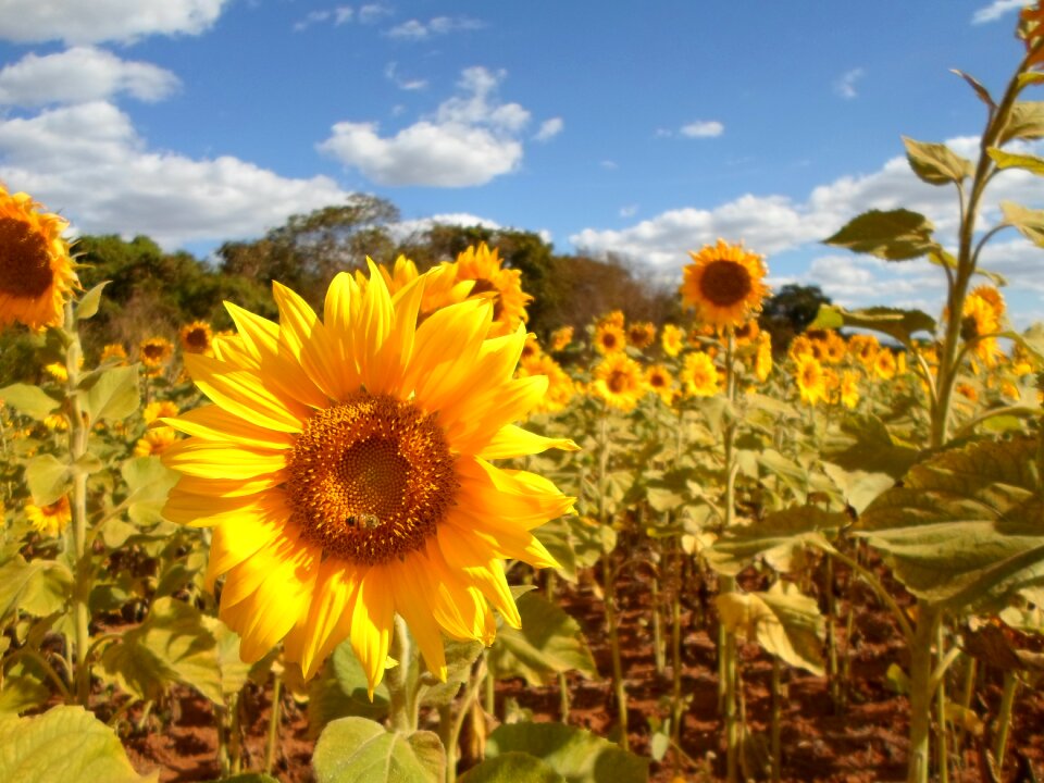Field flower yellow