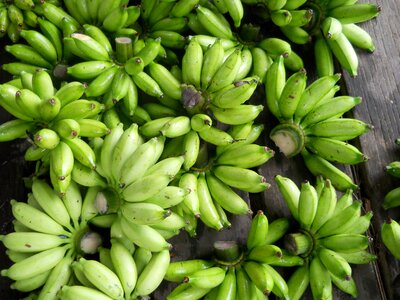 Unripe bunch green banana photo