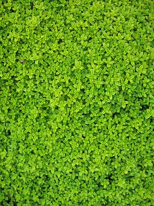 Green foliage vine photo