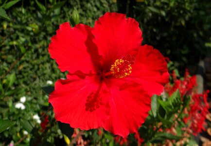 Shoe flower china rose dharwad photo