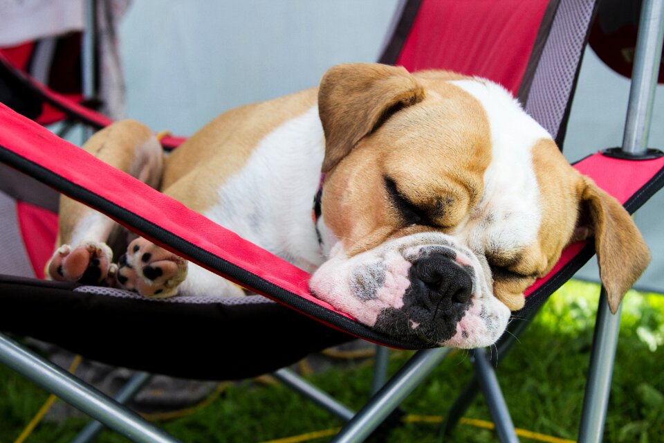 Relaxation rest pet