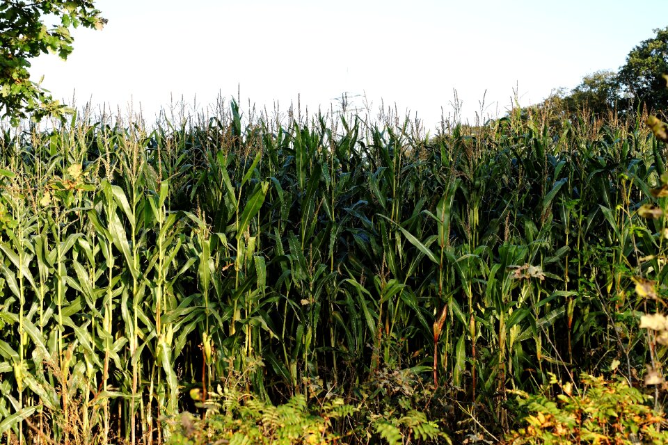 Cultivation agriculture harvest