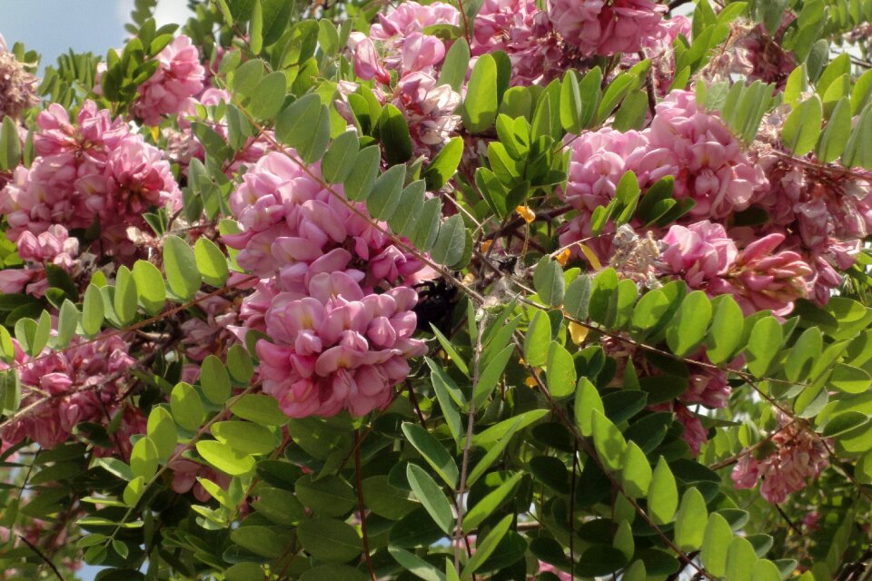 Robinia pseudoacacia hispida blooming summer