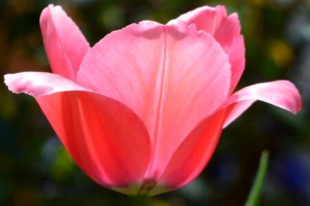Tulip pink open photo