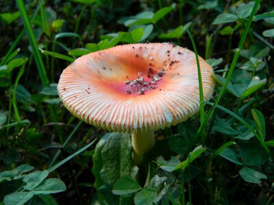 Yard nature organic