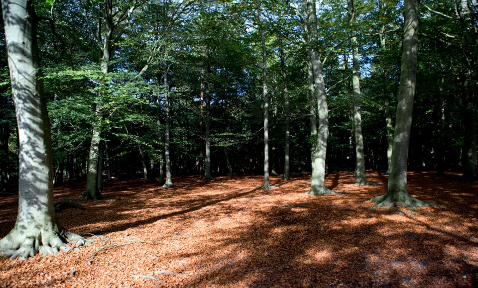 Sunshine shadows trees