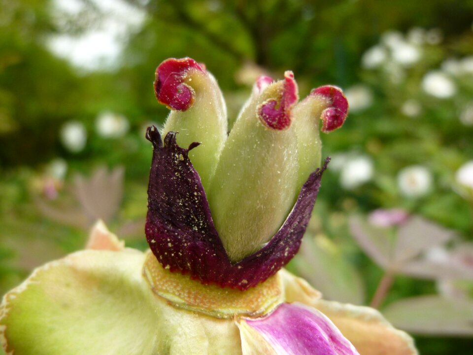 Paeonia suffruticosa garden spring