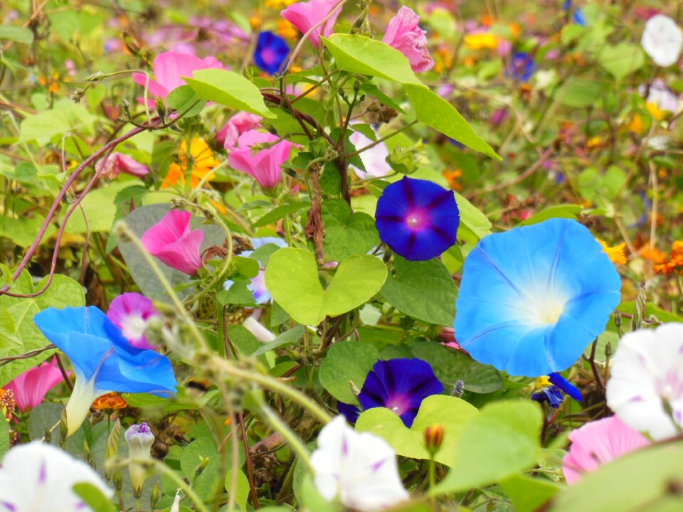 Blue nature flower meadow