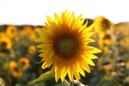 Sunflower provence light