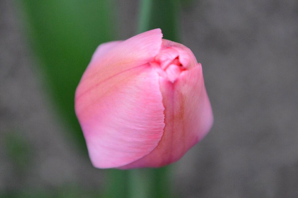 Tulip pink flower buds