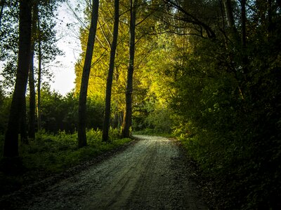 Nature wood forest road photo