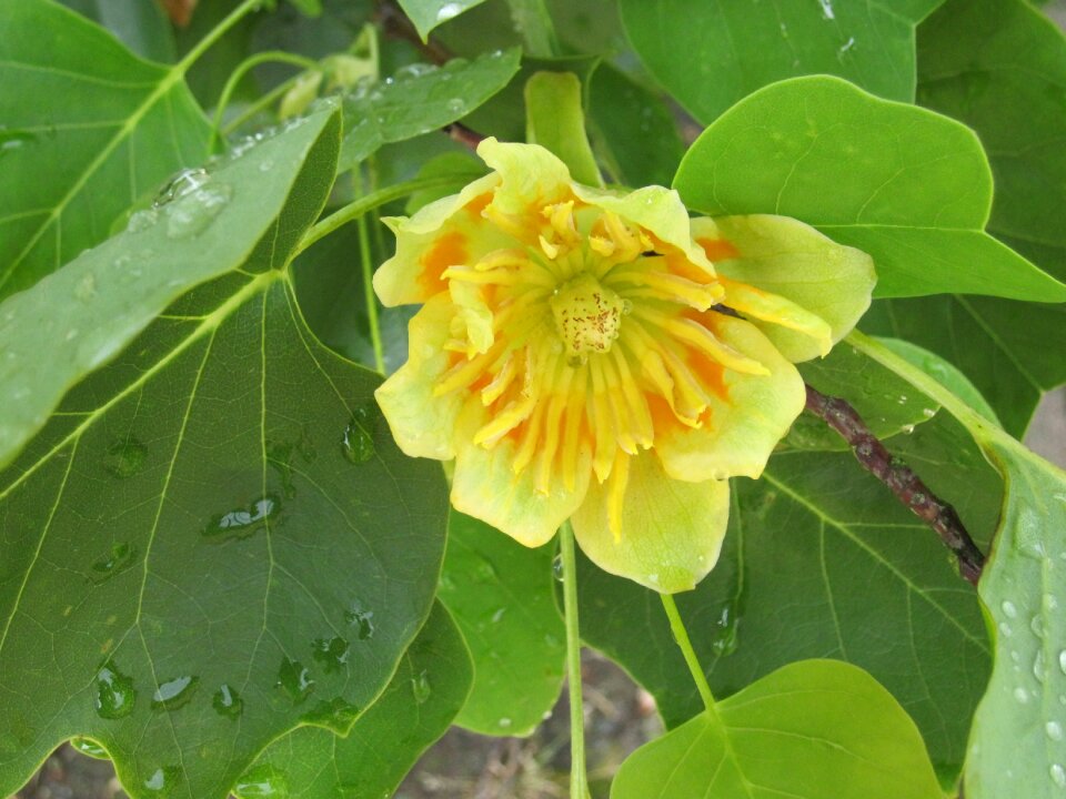 Tree plant blossom