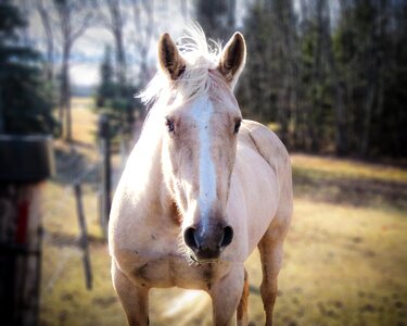 Pet horse head horse portrait