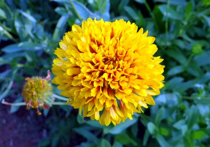 Sevanthi garden india