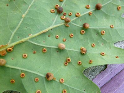 Light numismalis silk button bile oriental chestnut gall wasp