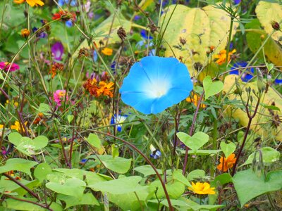 Blue nature flower meadow