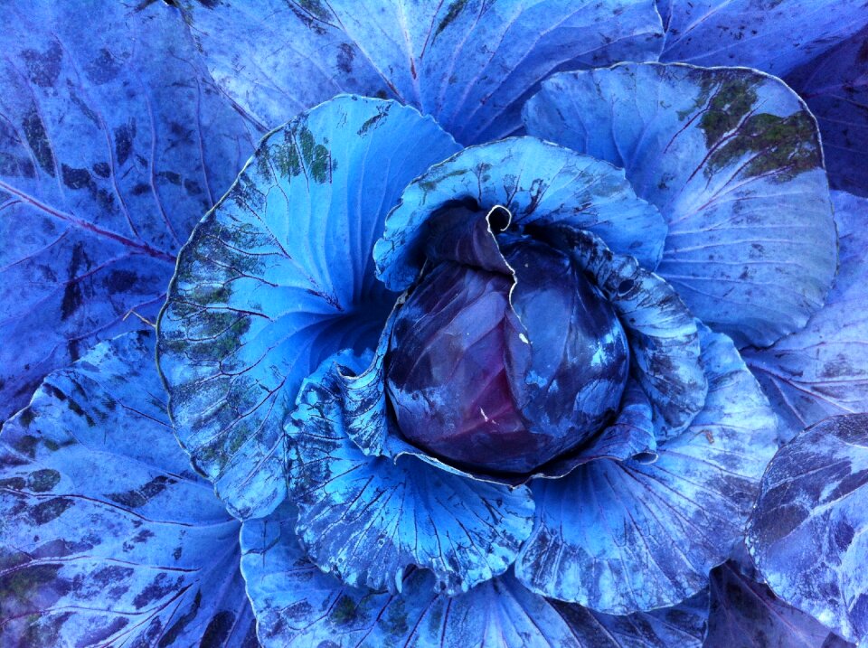 Plant nature blue